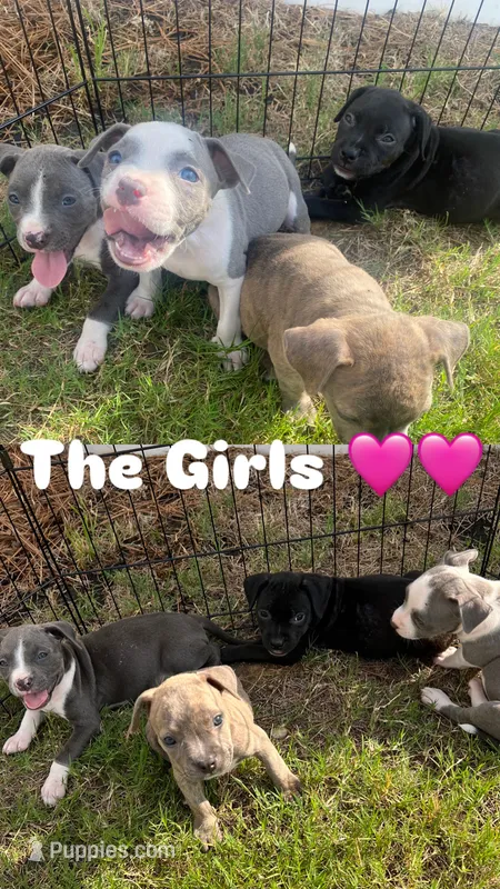 pitbull puppies – American Bully, American Pit Bull Terrier puppy for sale in Charlotte, NC
