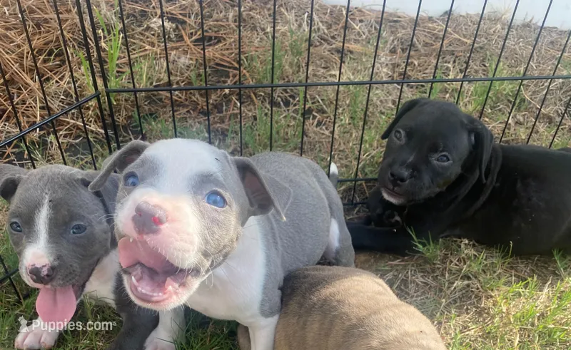 pitbull puppies – American Bully, American Pit Bull Terrier puppy for sale in Charlotte, NC
