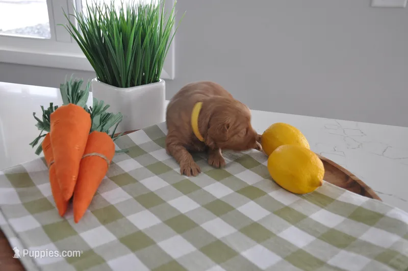 Yellow , a male Miniature Goldendoodle for sale in Perham, MN – Photo 1 of 3