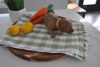 Yellow , a male Miniature Goldendoodle for sale in Perham, MN – Photo 2 of 3