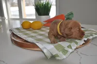 Yellow , a male Miniature Goldendoodle for sale in Perham, MN – Photo 3 of 3