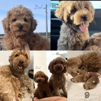 Orange , a male Goldendoodle and Miniature Goldendoodle for sale in Perham, MN – Photo 7 of 8