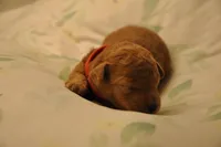 Orange , a male Goldendoodle and Miniature Goldendoodle for sale in Perham, MN – Photo 3 of 8