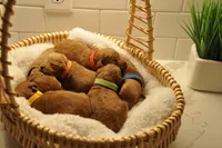 Orange , a male Goldendoodle and Miniature Goldendoodle for sale in Perham, MN – Photo 5 of 8