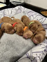 Orange , a male Goldendoodle and Miniature Goldendoodle for sale in Perham, MN – Photo 8 of 8