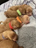 Orange , a male Goldendoodle and Miniature Goldendoodle for sale in Perham, MN – Photo 6 of 8