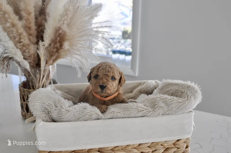 Orange  – Goldendoodle, Miniature Goldendoodle puppy for sale in Perham, MN