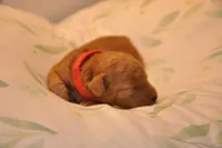 Orange , a male Goldendoodle and Miniature Goldendoodle for sale in Perham, MN – Photo 2 of 8