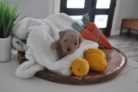 Red collar , a male Miniature Goldendoodle for sale in Perham, MN – Photo 3 of 5