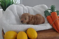 Red collar , a male Miniature Goldendoodle for sale in Perham, MN – Photo 5 of 5