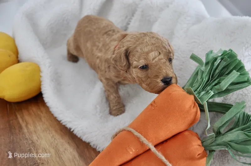 Red collar , a male Miniature Goldendoodle for sale in Perham, MN – Photo 1 of 5