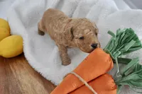 Red collar , a male Miniature Goldendoodle for sale in Perham, MN – Photo 1 of 5