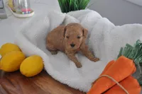 Red collar , a male Miniature Goldendoodle for sale in Perham, MN – Photo 2 of 5