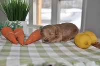 Brown , a male Miniature Goldendoodle for sale in Perham, MN – Photo 2 of 4