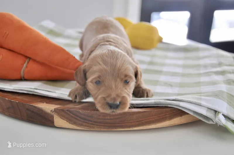 Brown , a male Miniature Goldendoodle for sale in Perham, MN – Photo 1 of 4