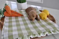 Brown , a male Miniature Goldendoodle for sale in Perham, MN – Photo 3 of 4