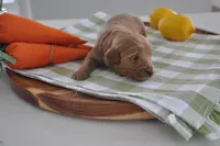 Brown , a male Miniature Goldendoodle for sale in Perham, MN – Photo 4 of 4