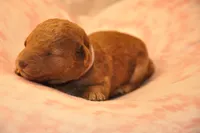 Pink collar , a female Goldendoodle and Miniature Goldendoodle for sale in Perham, MN – Photo 3 of 9