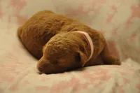 Pink collar , a female Goldendoodle and Miniature Goldendoodle for sale in Perham, MN – Photo 8 of 9