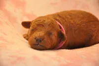 Pink collar , a female Goldendoodle and Miniature Goldendoodle for sale in Perham, MN – Photo 1 of 9