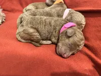 Pink collar , a female Goldendoodle and Miniature Goldendoodle for sale in Perham, MN – Photo 6 of 9