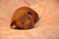 Pink collar , a female Goldendoodle and Miniature Goldendoodle for sale in Perham, MN – Photo 7 of 9