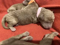 Pink collar , a female Goldendoodle and Miniature Goldendoodle for sale in Perham, MN – Photo 5 of 9