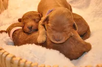 Pink collar , a female Goldendoodle and Miniature Goldendoodle for sale in Perham, MN – Photo 4 of 9