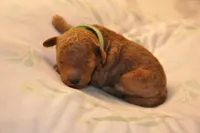 Green collar , a male Miniature Goldendoodle for sale in Perham, MN – Photo 1 of 8