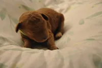 Green collar , a male Miniature Goldendoodle for sale in Perham, MN – Photo 2 of 8