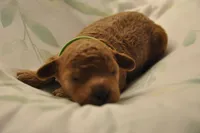 Green collar , a male Miniature Goldendoodle for sale in Perham, MN – Photo 4 of 8