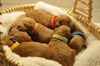 Green collar , a male Miniature Goldendoodle for sale in Perham, MN – Photo 7 of 8