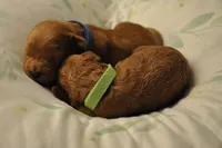 Green collar , a male Miniature Goldendoodle for sale in Perham, MN – Photo 5 of 8