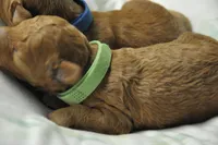 Green collar , a male Miniature Goldendoodle for sale in Perham, MN – Photo 8 of 8