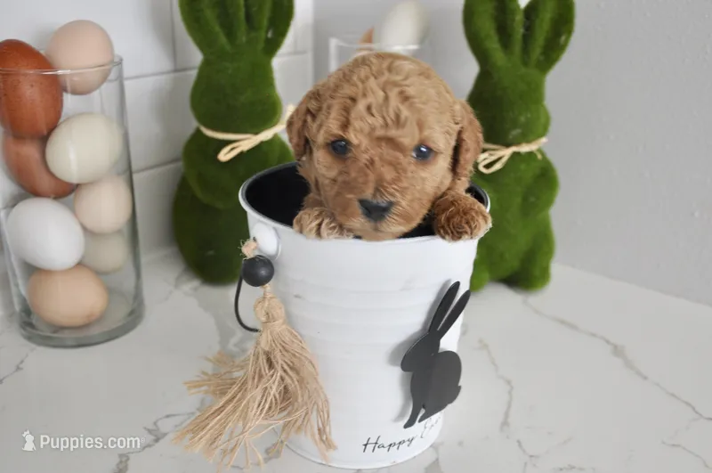 Green collar  – Miniature Goldendoodle puppy for sale in Perham, MN