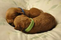 Green collar , a male Miniature Goldendoodle for sale in Perham, MN – Photo 3 of 8