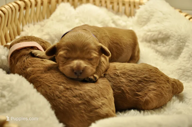 Purple collar , a female Miniature Goldendoodle for sale in Perham, MN – Photo 1 of 10
