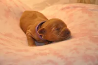 Purple collar , a female Miniature Goldendoodle for sale in Perham, MN – Photo 3 of 10