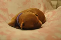 Purple collar , a female Miniature Goldendoodle for sale in Perham, MN – Photo 2 of 10