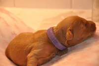 Purple collar , a female Miniature Goldendoodle for sale in Perham, MN – Photo 5 of 10