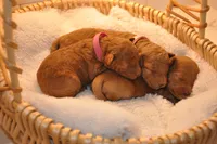 Purple collar , a female Miniature Goldendoodle for sale in Perham, MN – Photo 10 of 10