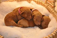 Purple collar , a female Miniature Goldendoodle for sale in Perham, MN – Photo 9 of 10