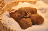 Purple collar , a female Miniature Goldendoodle for sale in Perham, MN – Photo 6 of 10