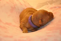 Purple collar , a female Miniature Goldendoodle for sale in Perham, MN – Photo 4 of 10