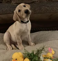 MALE, a male Labrador Retriever for sale in Flomaton, AL – Photo 2 of 3