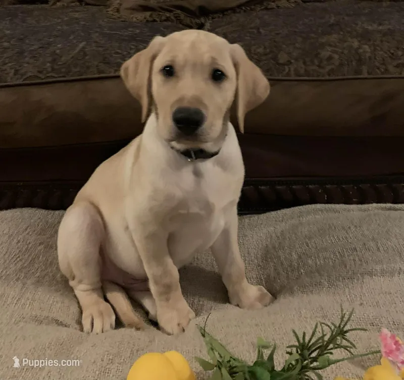 MALE – Labrador Retriever puppy for sale in Flomaton, AL