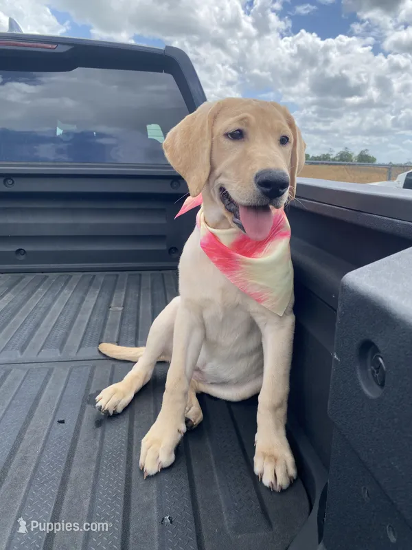 Yellow Female, a female Labrador Retriever for sale in Flomaton, AL – Photo 1 of 3
