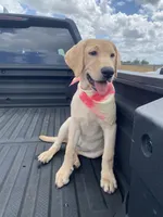 Yellow Female, a female Labrador Retriever for sale in Flomaton, AL – Photo 1 of 3