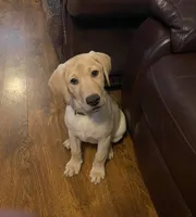 Yellow Female, a female Labrador Retriever for sale in Flomaton, AL – Photo 2 of 3