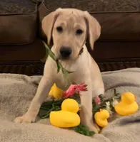 Yellow Female, a female Labrador Retriever for sale in Flomaton, AL – Photo 3 of 3